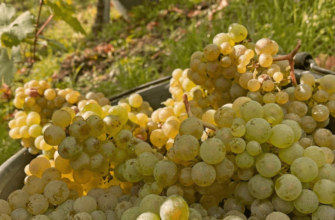 Winogrona Riesling